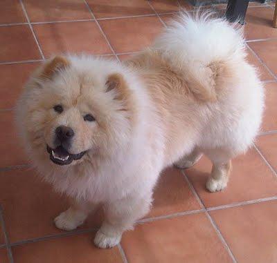 Chow-chow que quieren sacrificar. (Cadiz) SOS.