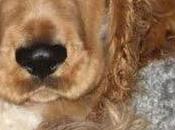 Ayuda para Robbi. (Granada)