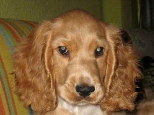 Ayuda para Robbi. (Granada)