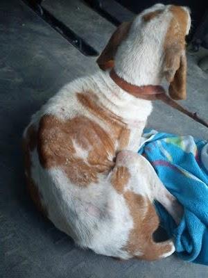 Preciosa Sabuesa, autentico esqueleto, un ángel, mayorcita, ojo perdido, recién rescatada. AYUDA MUY URGENTE POR FAVOR! Navalmoral de la Mata (Cáceres)