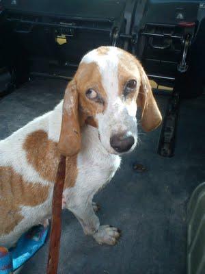 Preciosa Sabuesa, autentico esqueleto, un ángel, mayorcita, ojo perdido, recién rescatada. AYUDA MUY URGENTE POR FAVOR! Navalmoral de la Mata (Cáceres)