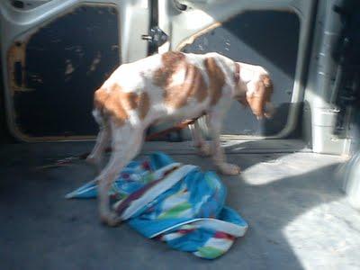 Preciosa Sabuesa, autentico esqueleto, un ángel, mayorcita, ojo perdido, recién rescatada. AYUDA MUY URGENTE POR FAVOR! Navalmoral de la Mata (Cáceres)