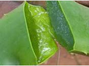 semana. Combatir bolsas ojeras manera natural.