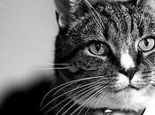 ¿Quién pone cascabel gato 2.0?