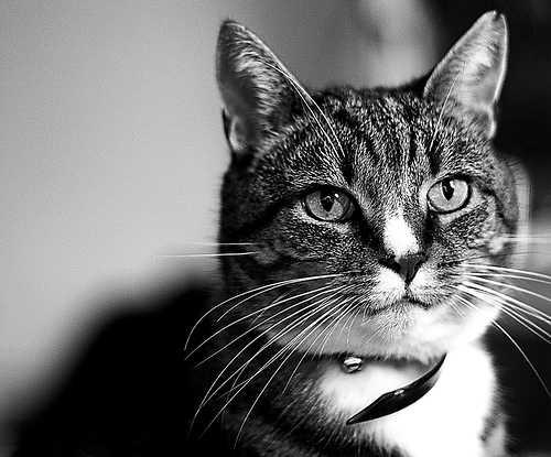 gato y cascabel ¿Quién le Pone el Cascabel al Gato 2.0?