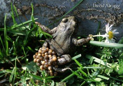 Distintas estrategias para un mismo fin