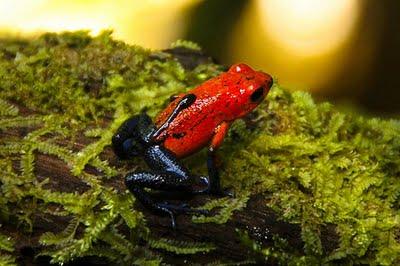 Distintas estrategias para un mismo fin