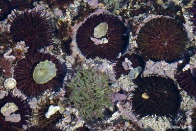 Distintas estrategias para un mismo fin