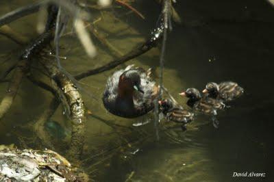 Distintas estrategias para un mismo fin