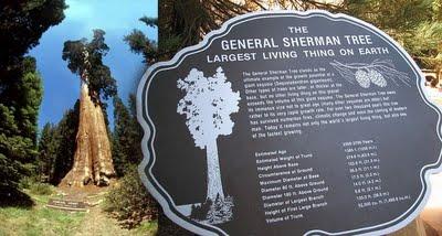 10 árboles peculiares