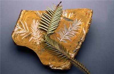 10 árboles peculiares