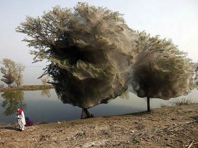 10 árboles peculiares