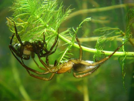 ¿Cómo respiran las arañas bajo el agua?