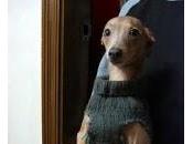 Carta abierta V.I.D. (Very Important Dogs) (II)