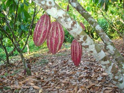 El Cacao su cultivo