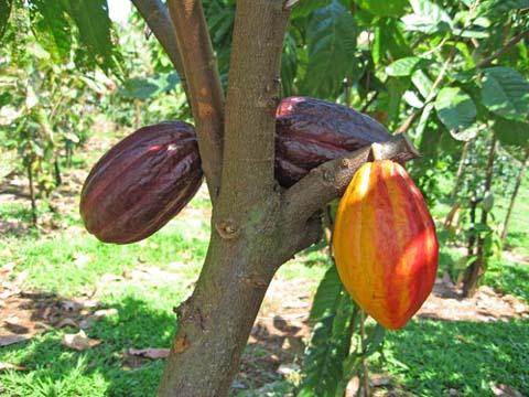 El Cacao su cultivo