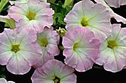 Jardin con flores: Petunias