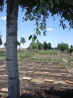 El huerto ecológico