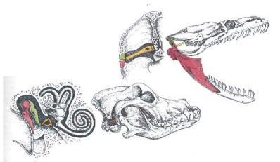 Evolución del oído en mamíferos Evolución del oído en mamíferos
