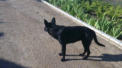 PERRITA ABANDONADA EN UNA OBRA EN BADAJOZ.