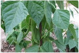 Las Judías Verdes o Habichuelas