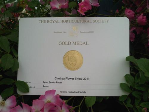 Peter Beales gana Medalla de Oro en el Chelsea Flower Show 2011