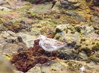 Migrantes tardíos y veraneantes