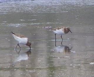 Migrantes tardíos y veraneantes