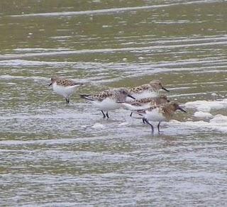 Migrantes tardíos y veraneantes