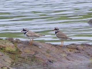 Migrantes tardíos y veraneantes