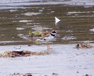 Migrantes tardíos y veraneantes