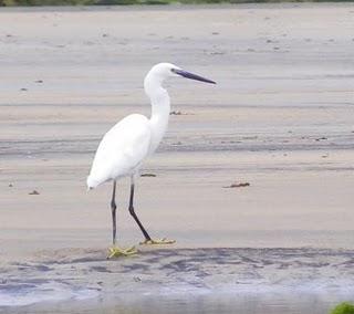 Migrantes tardíos y veraneantes