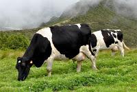 Vaca Clonada Producirá Leche Materna