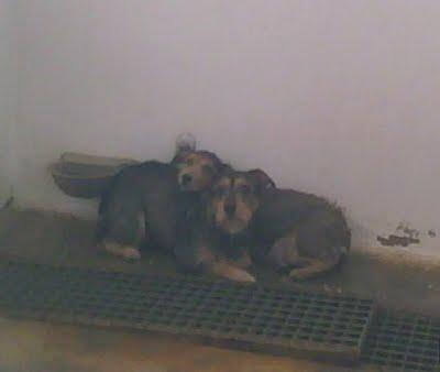 MIMI y MIMO pequeños aterrorizados con sus 3 bebés en perrera!