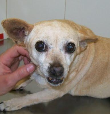 KARINA, chiguagua viejecita y con un enorme tumor en su pata. (Alicante)