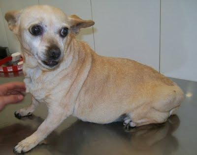 KARINA, chiguagua viejecita y con un enorme tumor en su pata. (Alicante)