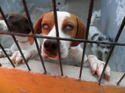 Perrito con los ojos fatal ¡necesita AYUDA! (perrera MAIRENA)