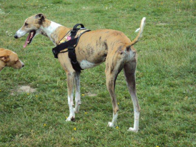 Sergi , feliz de la vida