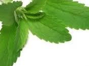 Aprovecha propiedades stevia