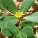 verdolaga, planta, fotos