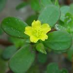 verdolaga, planta, fotos