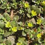 verdolaga, planta, fotos