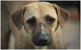 LLAMAMIENTO POPULAR para hacer justicia, BUSCAN TESTIGOS!! BILBAO.