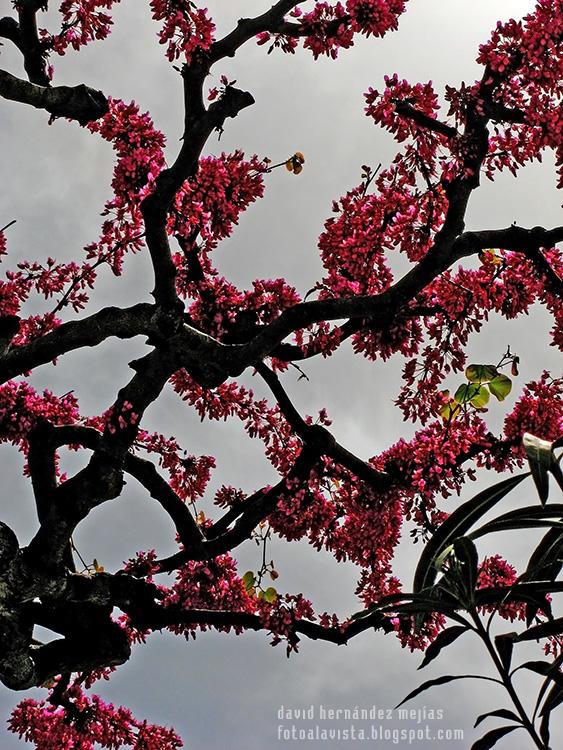 Fotografía en contrapicado de un arbol en flor con el cielo de fondo en la isla de Capri, Italia