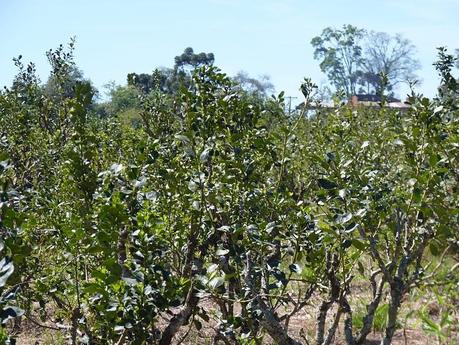 'Yerba mate'