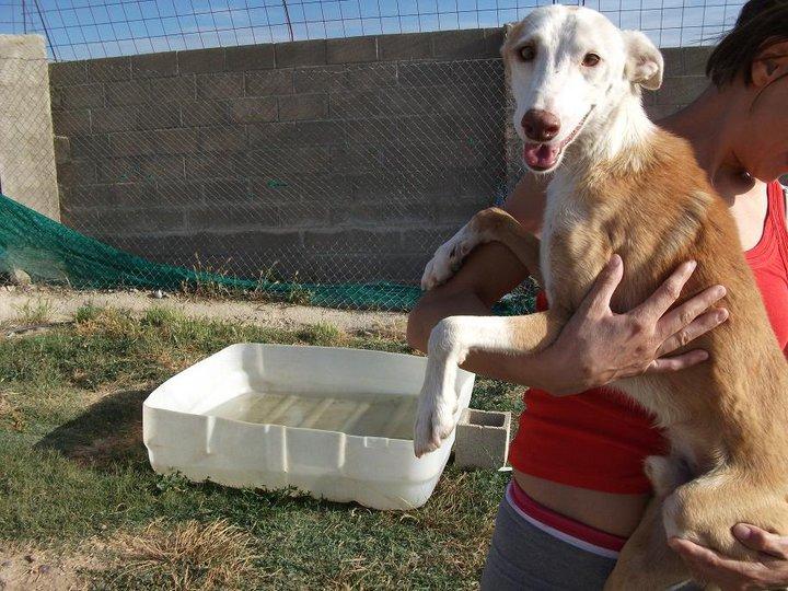 Huía, huía … hasta que alguien lo acarició