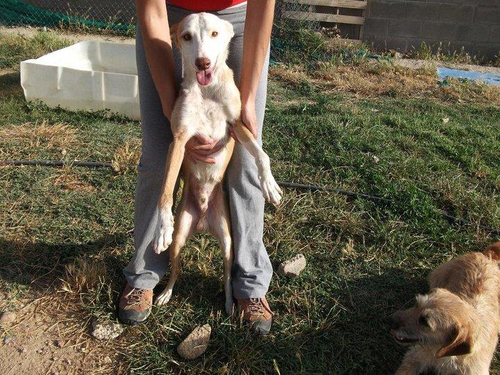 Huía, huía … hasta que alguien lo acarició