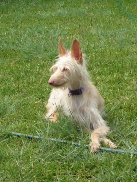 Historias de adoptados. Diva