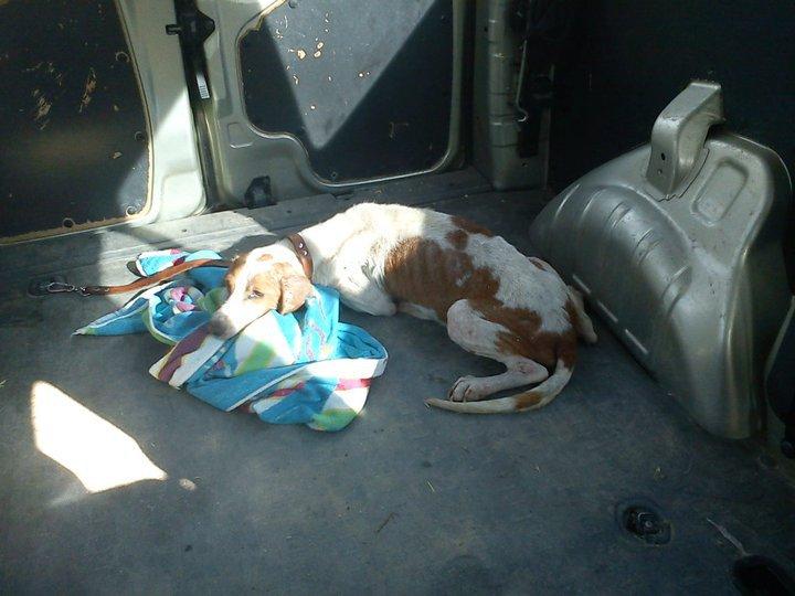 Sigue sin acogida, necesita sentirse querida