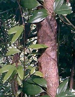 Canela (continuación)